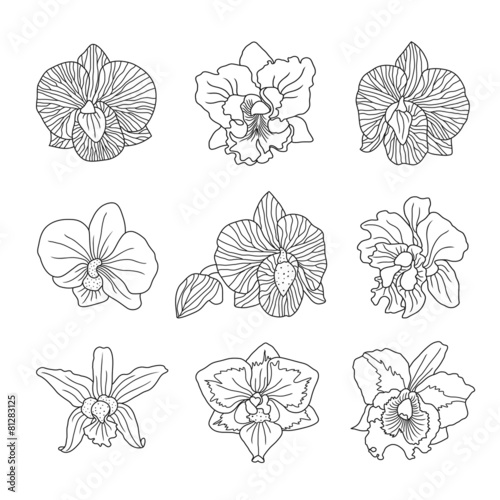 orchid flowers . Vector illustration. photo
