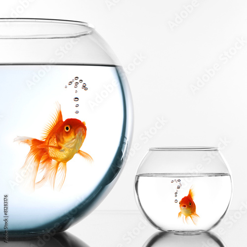 Two Gold fish