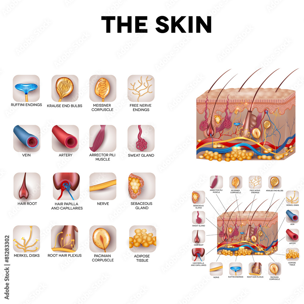 Skin anatomy, detailed illustration. Beautiful bright colors. Stock ...