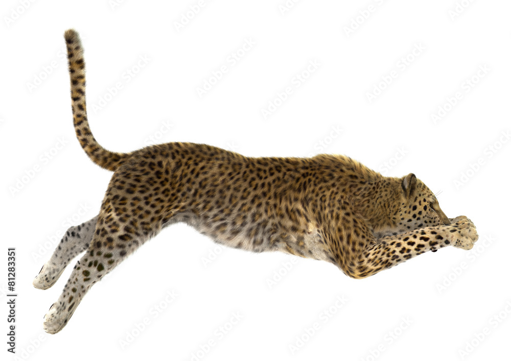 Obraz premium Leopard