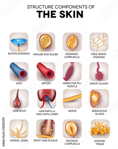 The skin components, detailed illustrations, icons
