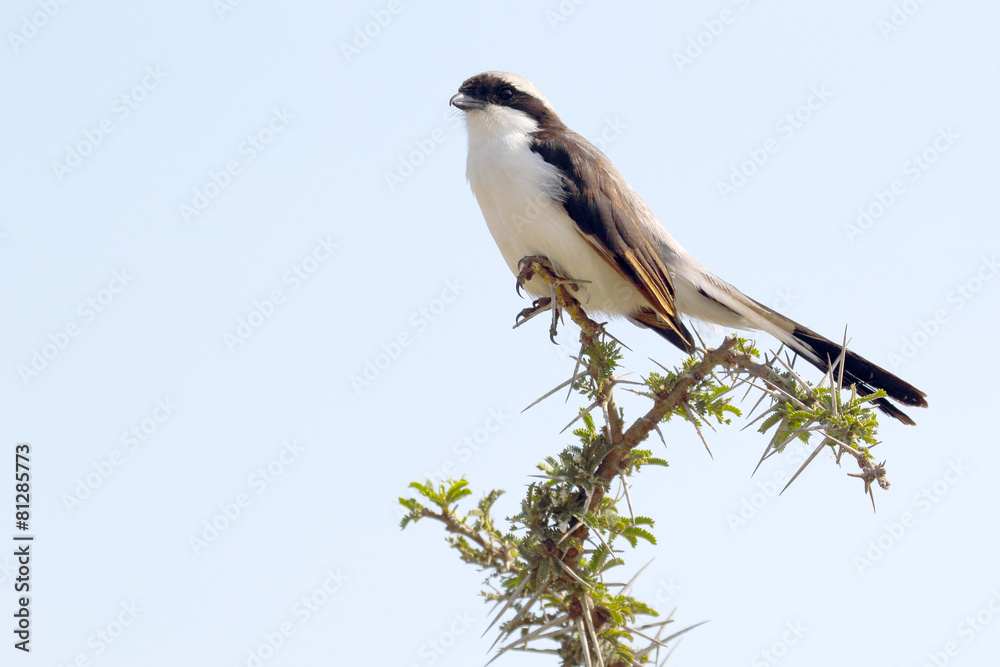 Northern white-crowned shrikes perched on a sprig Northern white-crowned shrikes perched on a sprig