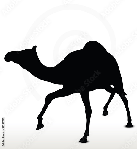camel in Trotting pose