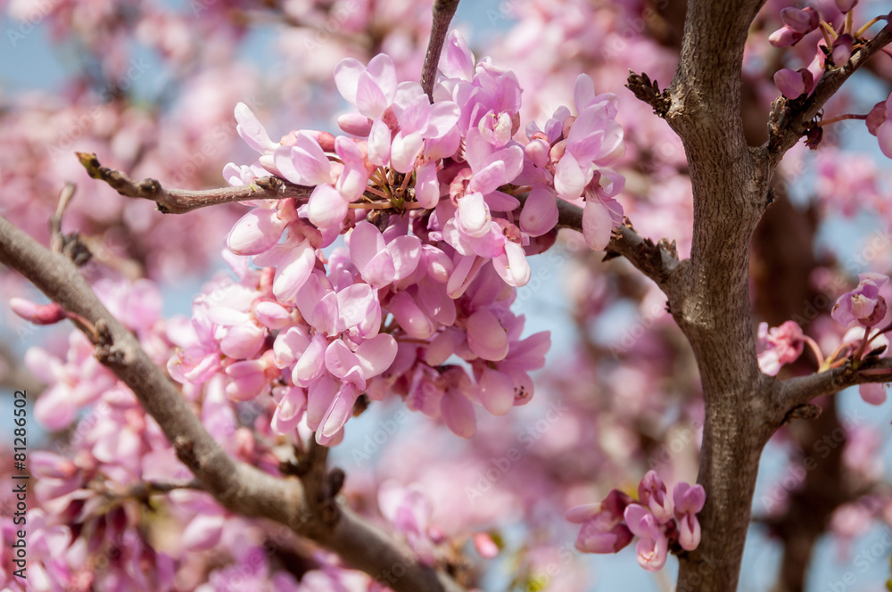 Tree with pink flowers Tree with pink flowers