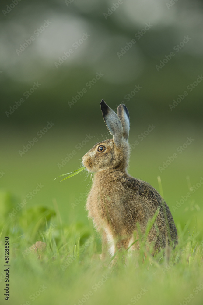Lepus europaeus - European brown hare Lepus europaeus - European brown hare