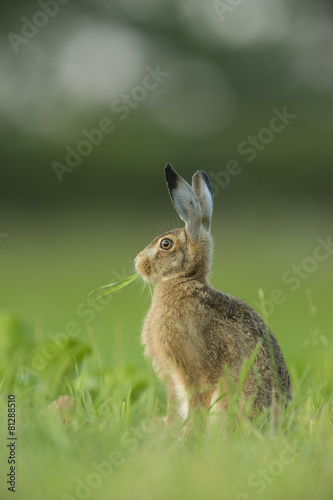 Lepus europaeus - European brown hare