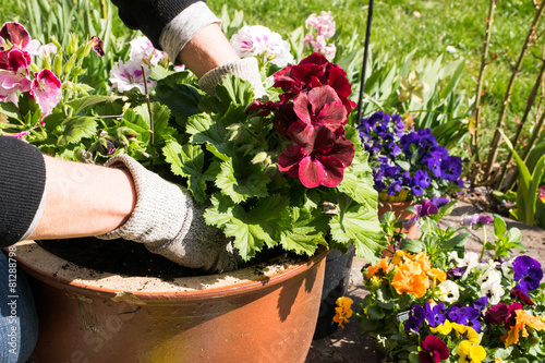 Blumentopf bepflanzen