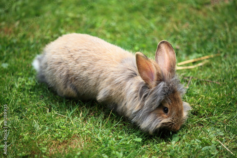 Hase Hase