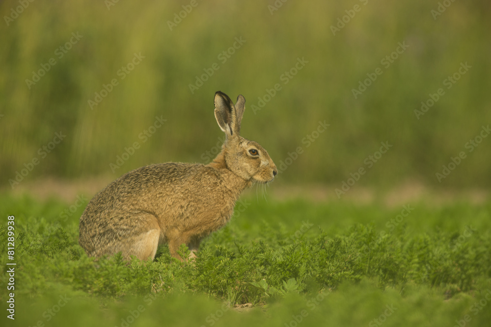 Fototapeta premium Lepus europaeus - European brown hare