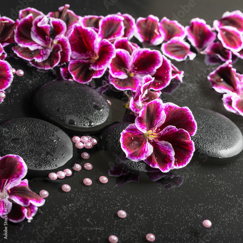 beautiful spa still life of blooming dark purple geranium flower