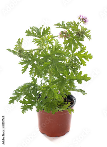 Pelargonium citronnellum photo