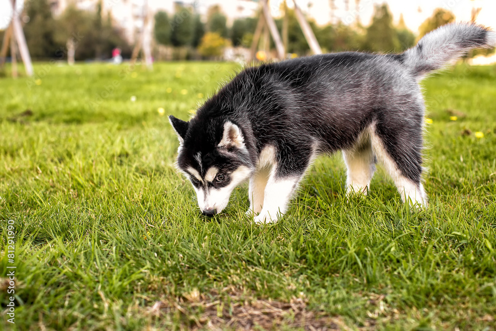 The husky puppy sniffs the grass