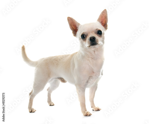 Fototapeta Naklejka Na Ścianę i Meble -  chihuahua