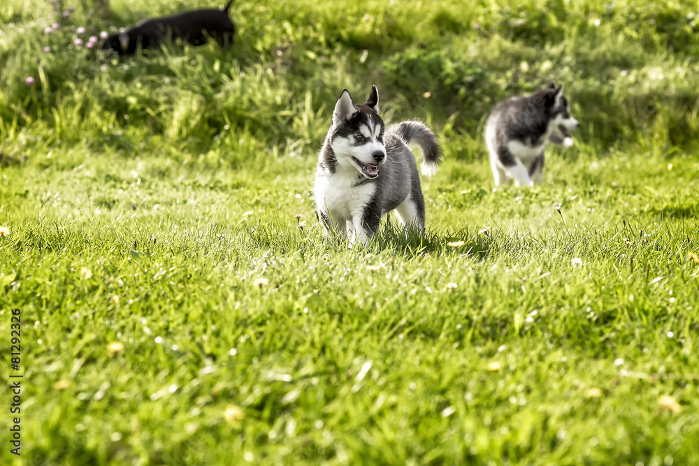 Two husky puppy running around the meadow