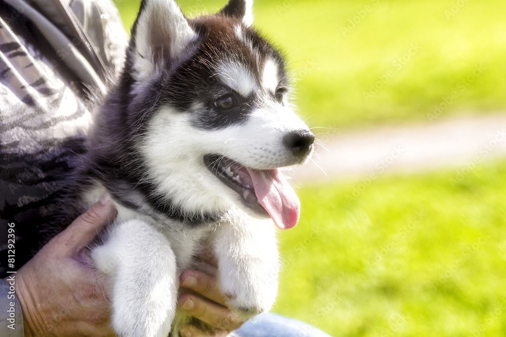 husky puppy with his tongue hanging out looking . closeup