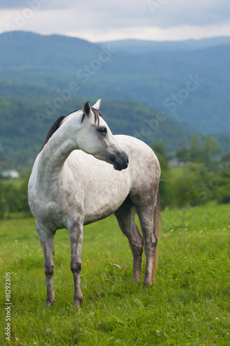  gray horse to stand on a green meadow against mountains