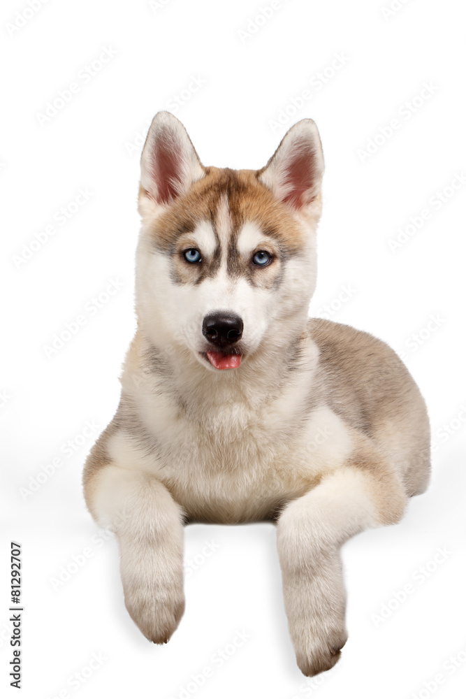 Siberian Husky puppy showing tongue