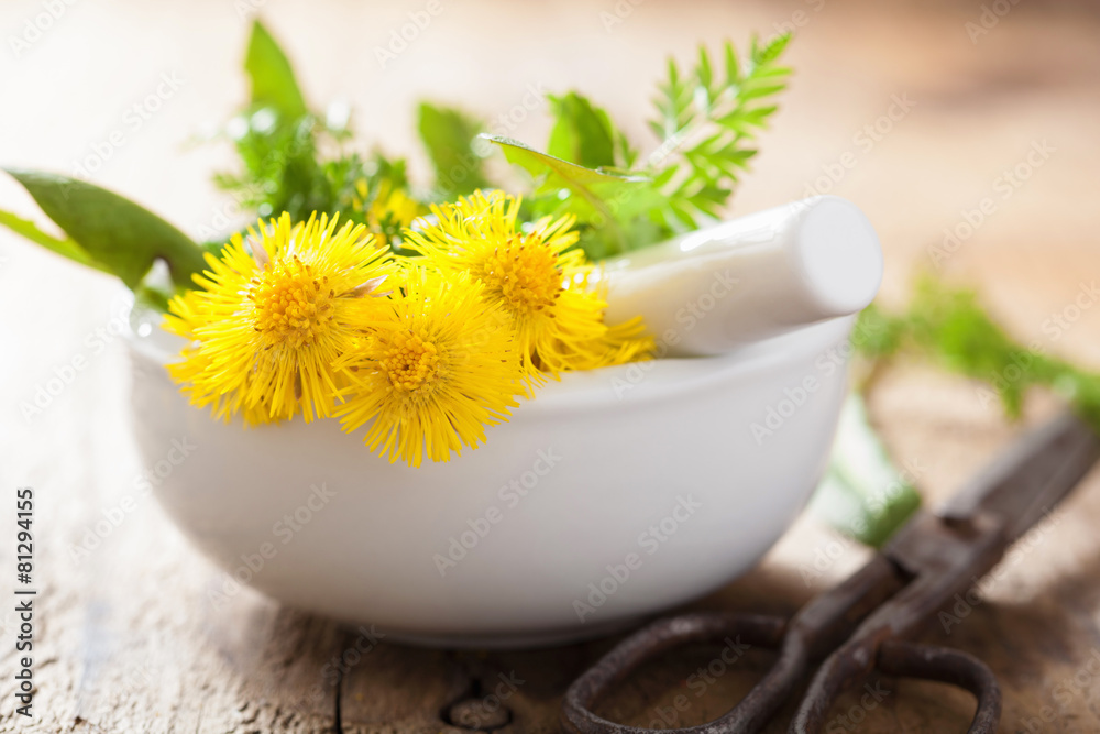 coltsfoot flowers spring herbs in mortar
