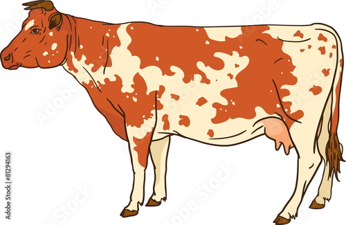 spotted cow