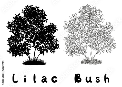 Lilac Bush Contours, Silhouette and Inscriptions