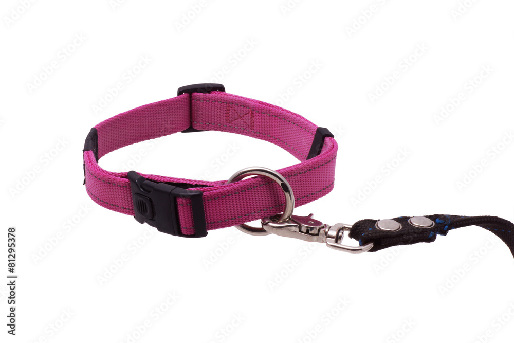 Dog collar and leash. Dog collar and leash.