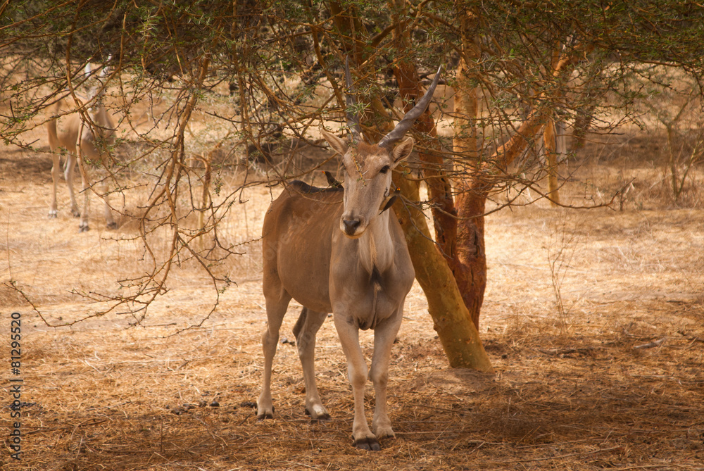 Fototapeta premium antelope