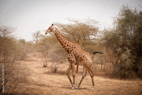 giraffe