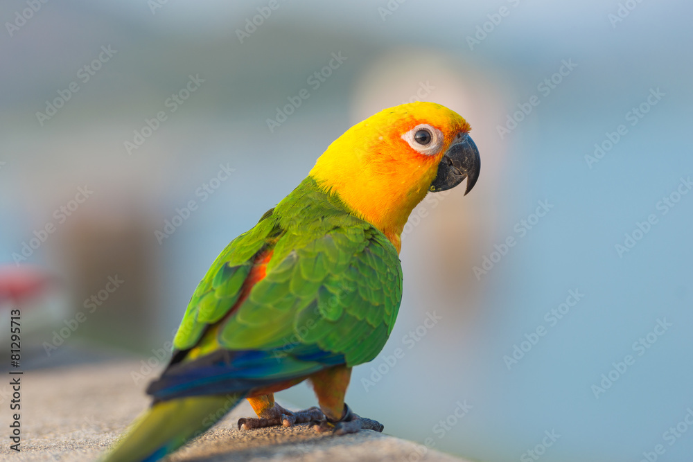 Beautiful colorful parrot, Sun Conure