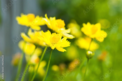 Yellow Cosmos flower Sulfur Cosmos 