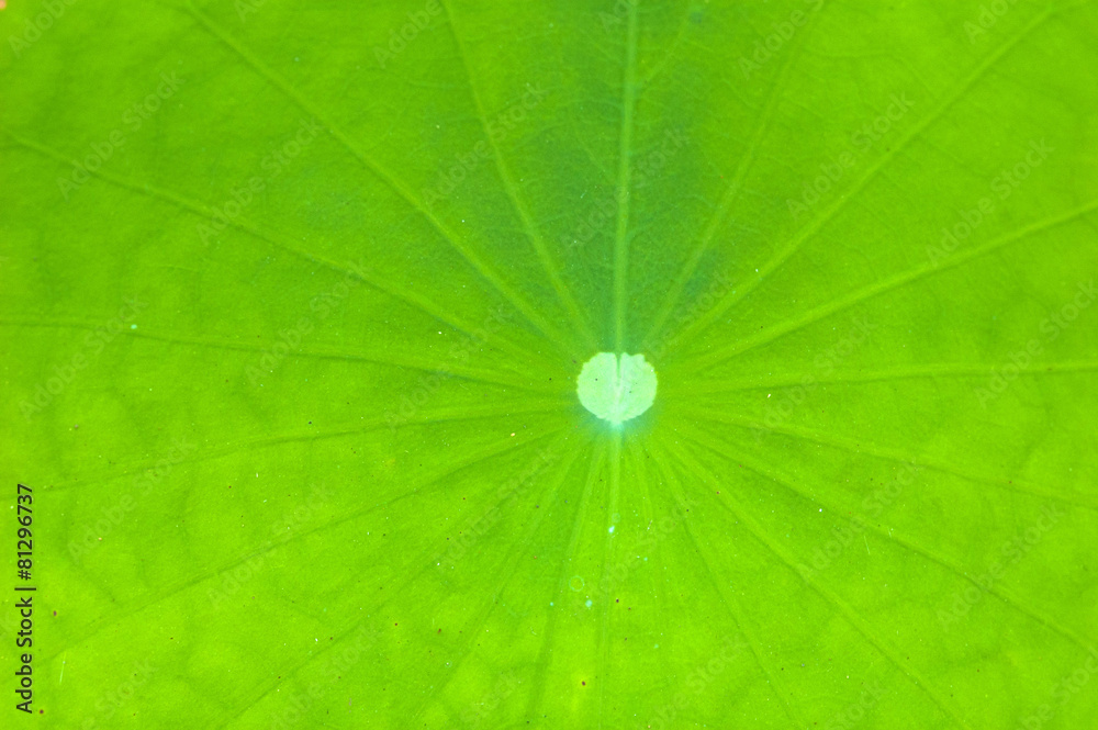close up lotus leaf close up lotus leaf
