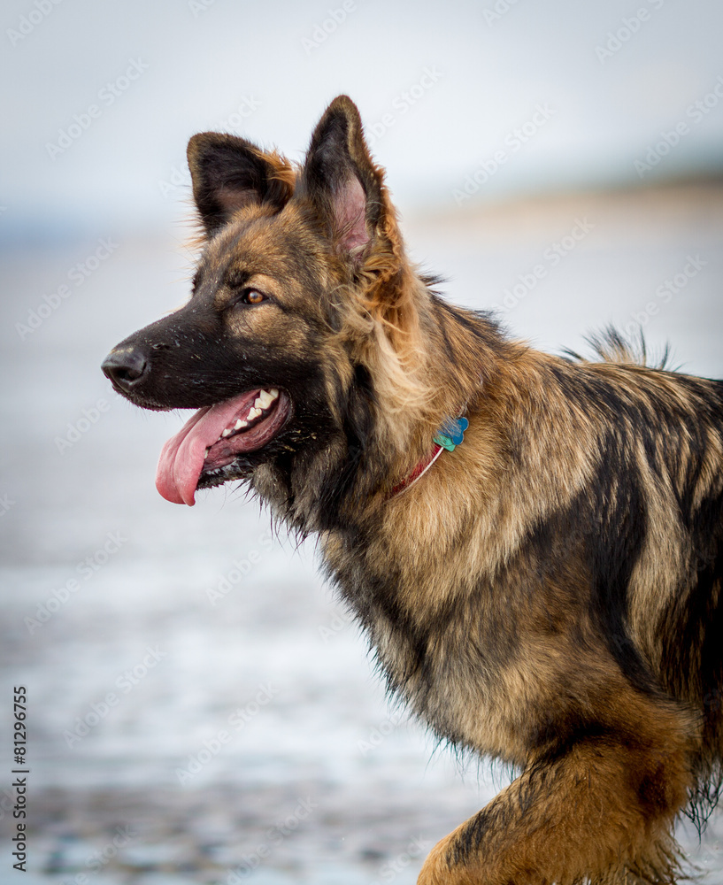 German Shepherd Dog in the sea
