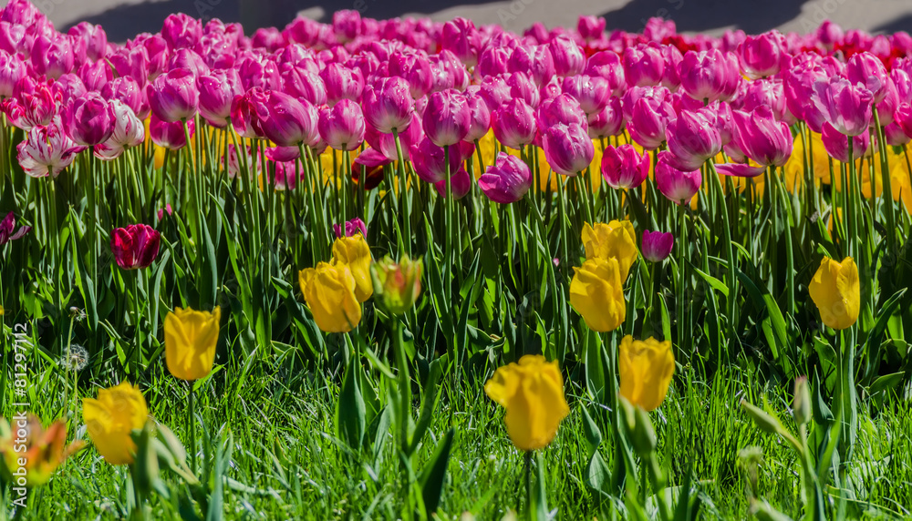 Tulip flower with water droplets