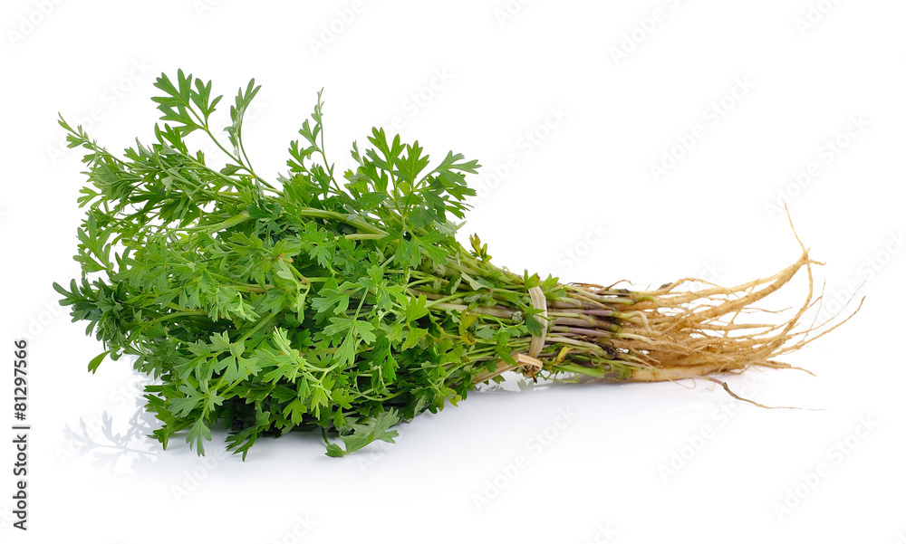 Fototapeta premium Thailand coriander on white background