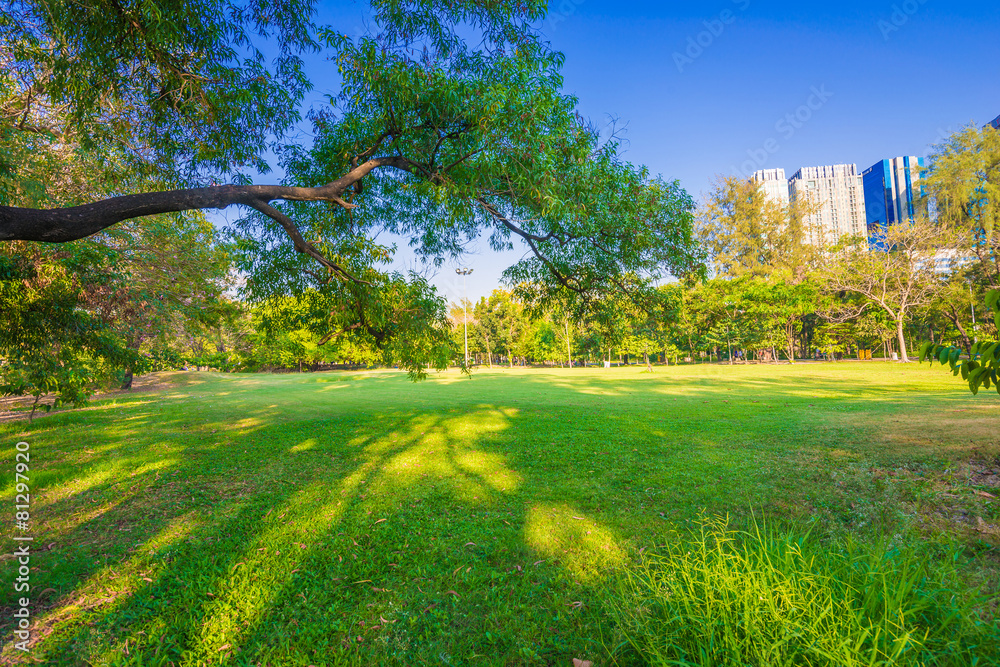 Obraz premium Summer park, trees