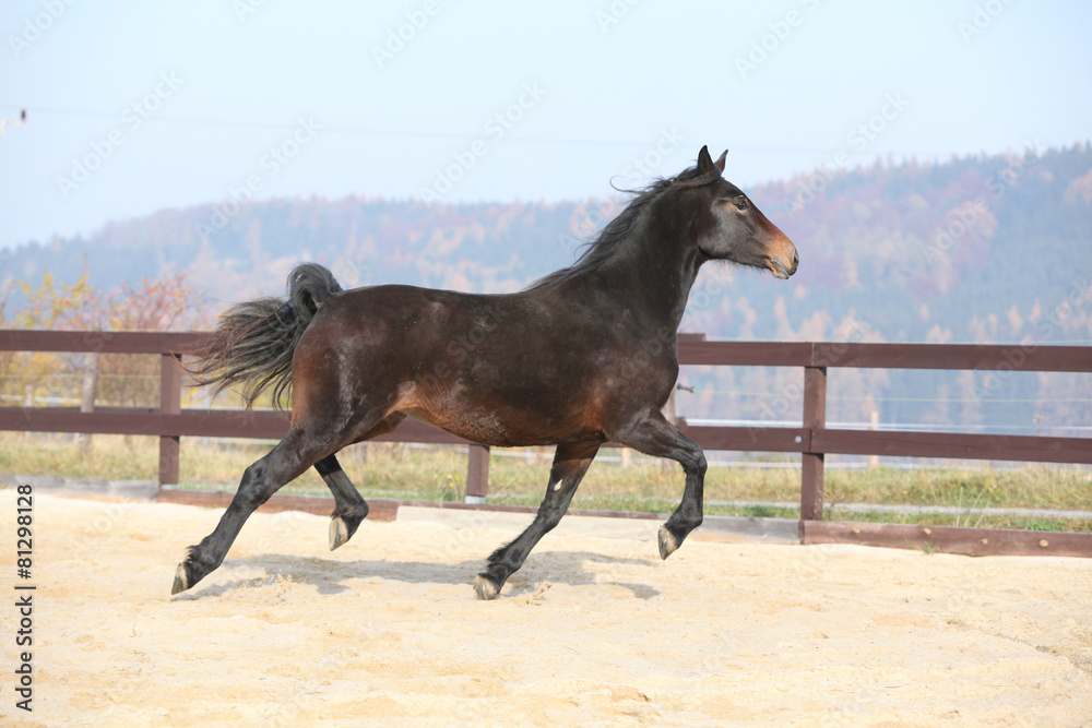 Gorgeous welsh part-bred running in autumn Gorgeous welsh part-bred running in autumn