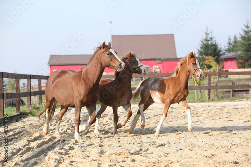 Mare with two foals running