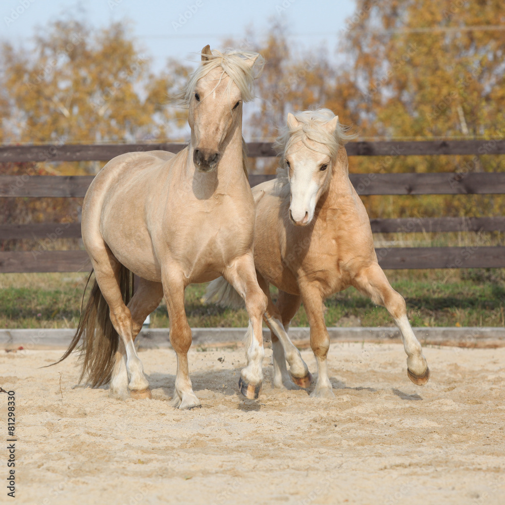 Two amazing stallions playing together Two amazing stallions playing together