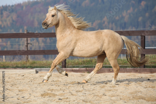 Amazaing palomino welsh pony of cob type running photo