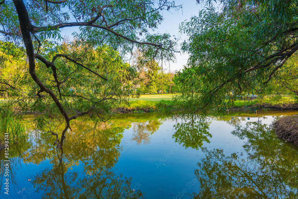 Beautiful park tree with green lawn and pond