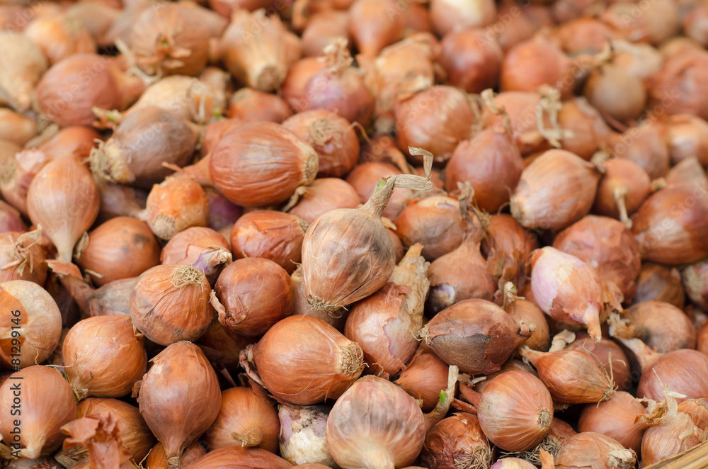 Shallot background Shallot background