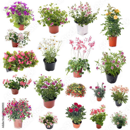 group of flower plants photo