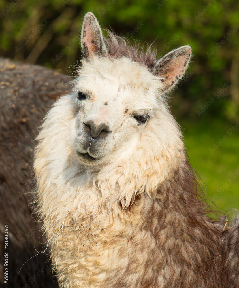 Obraz premium Alpaca portrait cute animal from South America