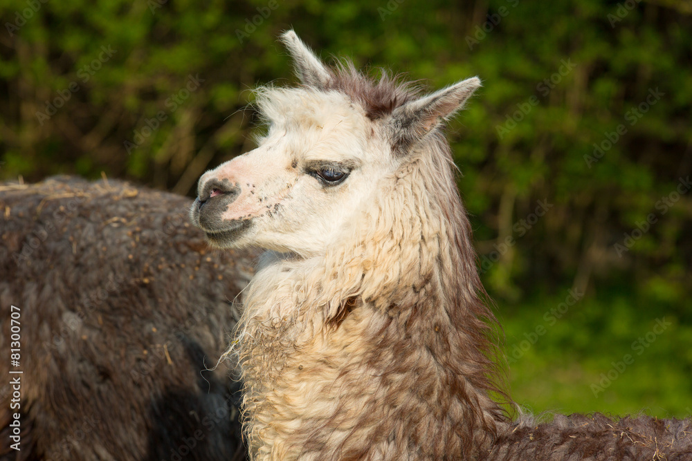 Alpaca profile South American animal like llama