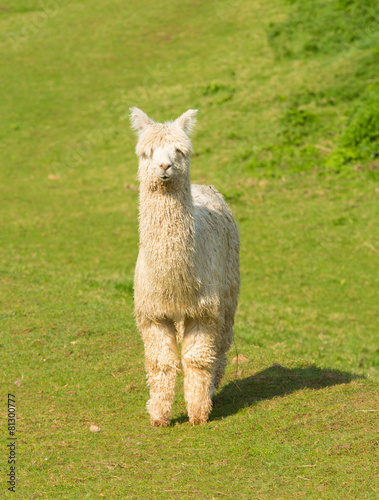 Alpaca like llama standing looking to camera