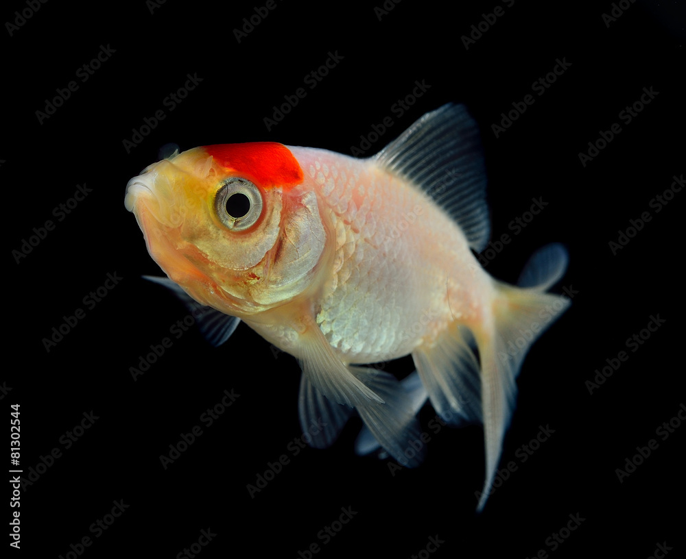 Goldfish isolated on black background Goldfish isolated on black background