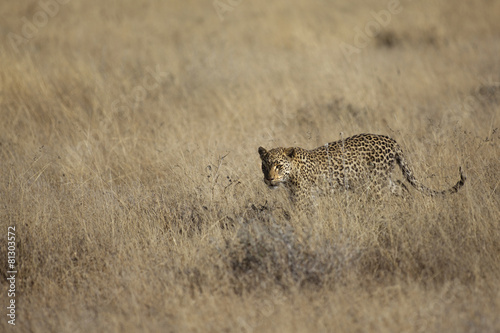 Leopard photo