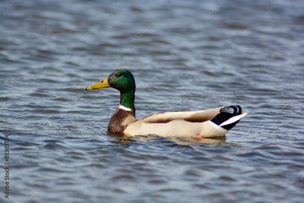 germano reale (Anas platyrhynchos) maschio germano reale (Anas platyrhynchos) maschio
