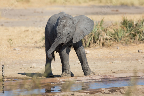 Elephant calf drinking water on dry and hot day