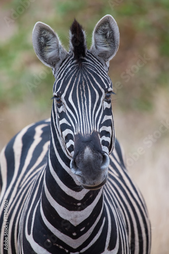 Zebra portrait in colour photo with heads close-up