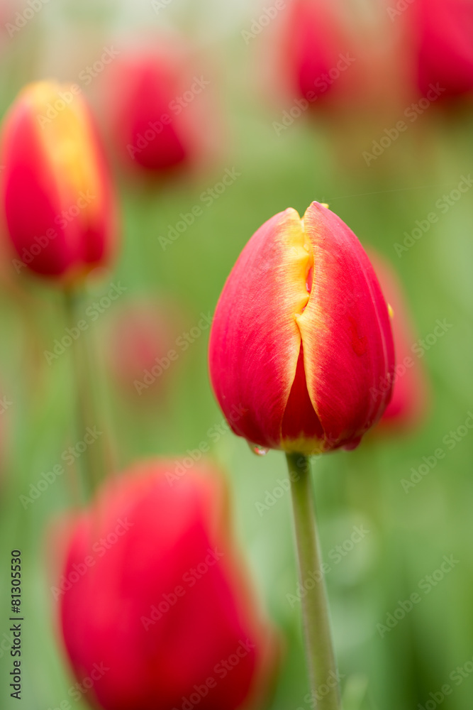tulip tulip